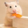 jenyhamster