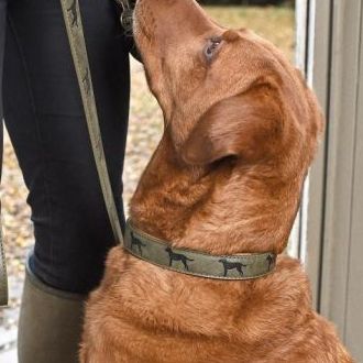 Leather Dog Collar