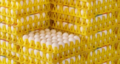 Egg Wholesale Price in Namakkal