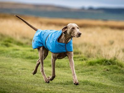 An all-in-one dog suit waterproofs your entire dog, covering them from neck to paws to prevent water from soaking in. This type of suit is ideal for long walks in the rain or playing in wet environments. https://www.doggiecoats.co.uk/